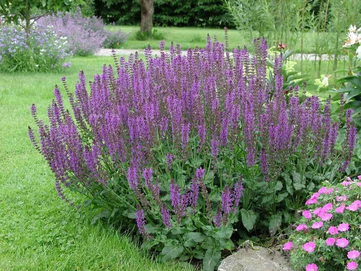 Сальвия дубравная виола клоуз. Шалфей д. Д/рассас. Шалфей зеленый доктор таб д/рассас 20. Сальвия дубравная аметист.