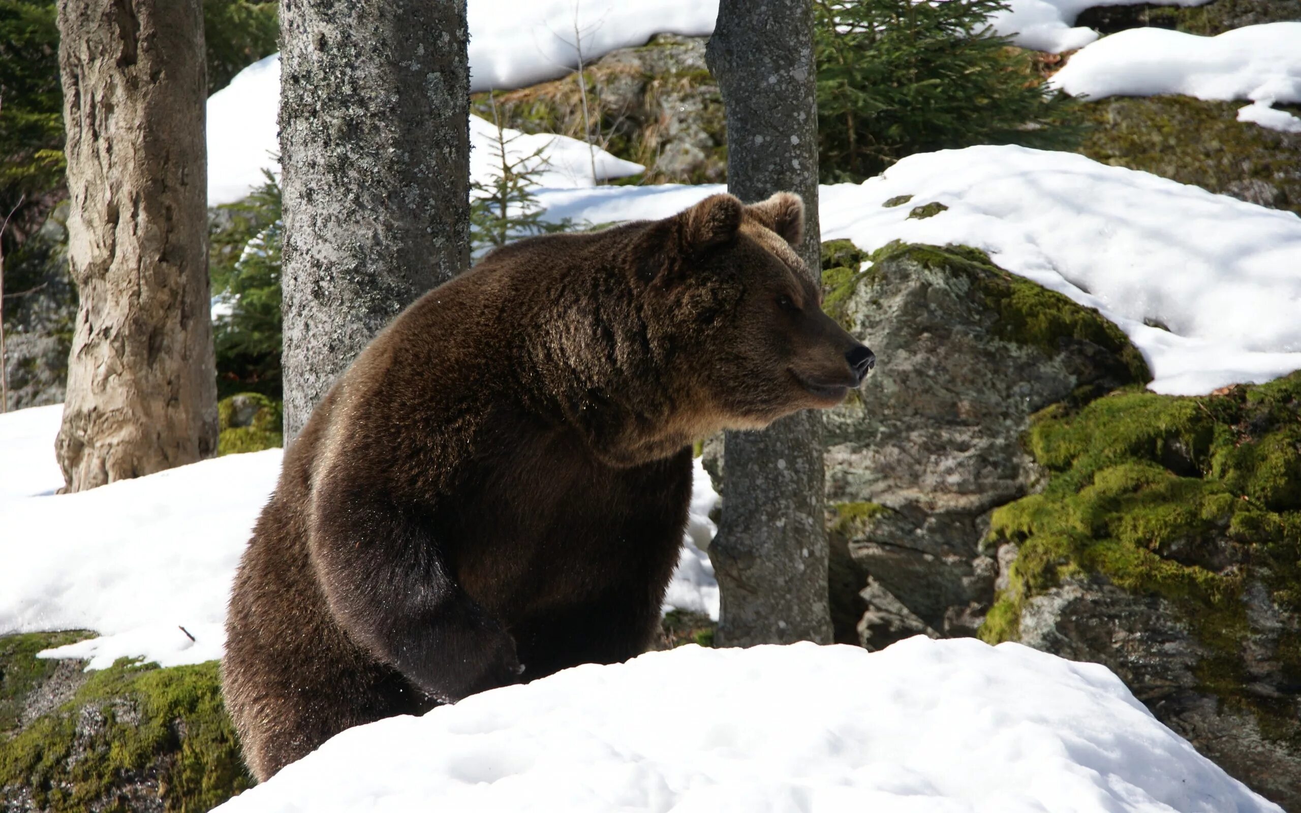 Медведь весной картинки. Висимский заповедник медведь. Уссурийский бурый медведь. Бурый медведь Уссурийская Тайга. Висимский заповедник бурый медведь.