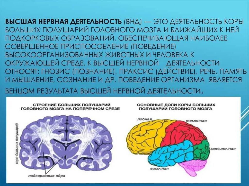 На кору головного мозга влияют. Функциональная характеристика коры головного мозга. деятельность коры больших полушарий.