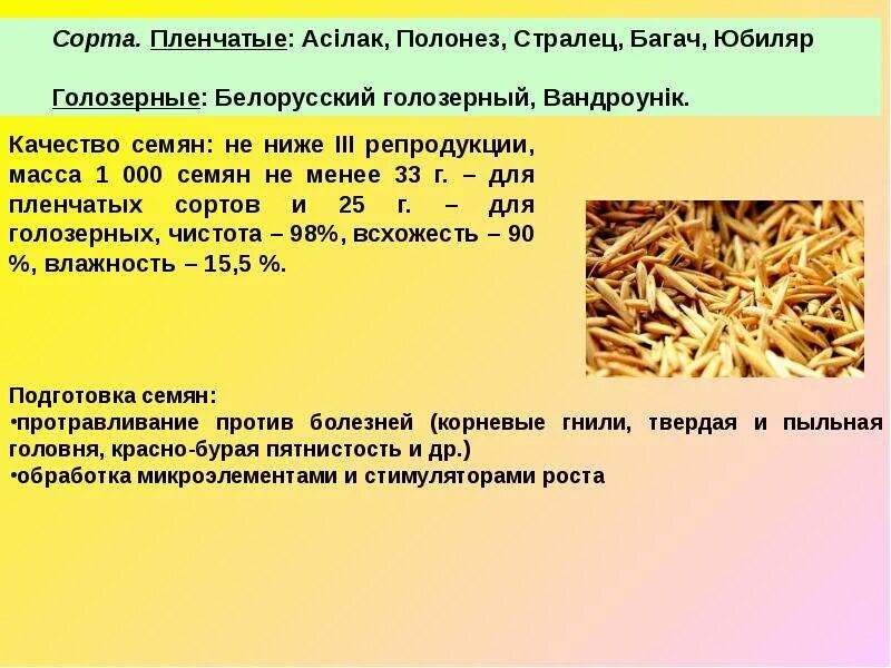 Возделывание овса. Овес пленчатый. Технология возделывания овса. Овес пленчатый и голозерный.