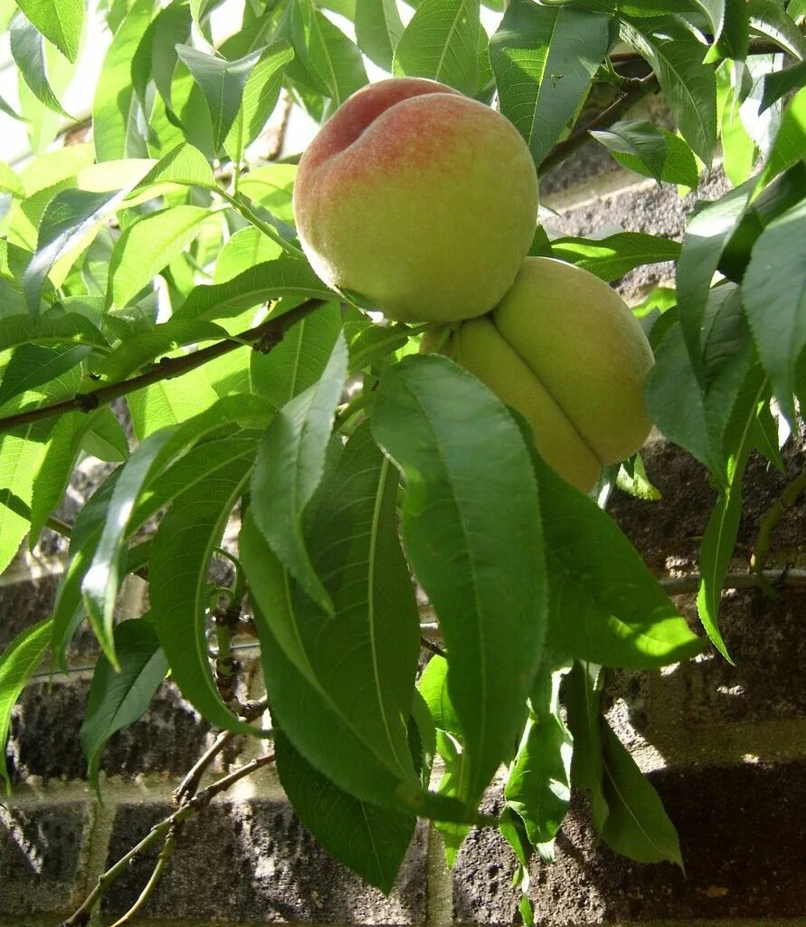 vineyards' peaches, Fruit, Peach, Citrus fruit