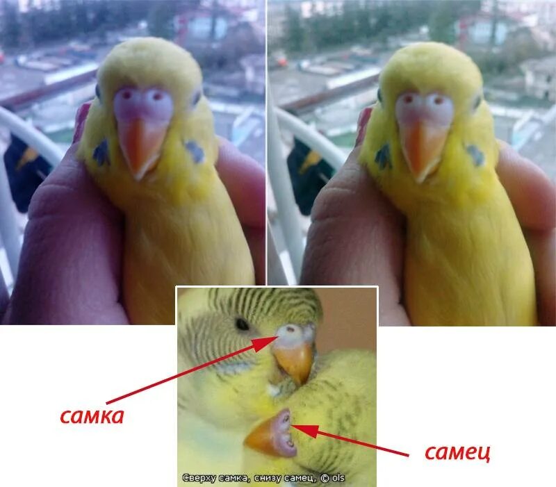 Как отличить самца попугая