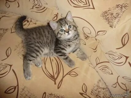 У котенка меняется цвет