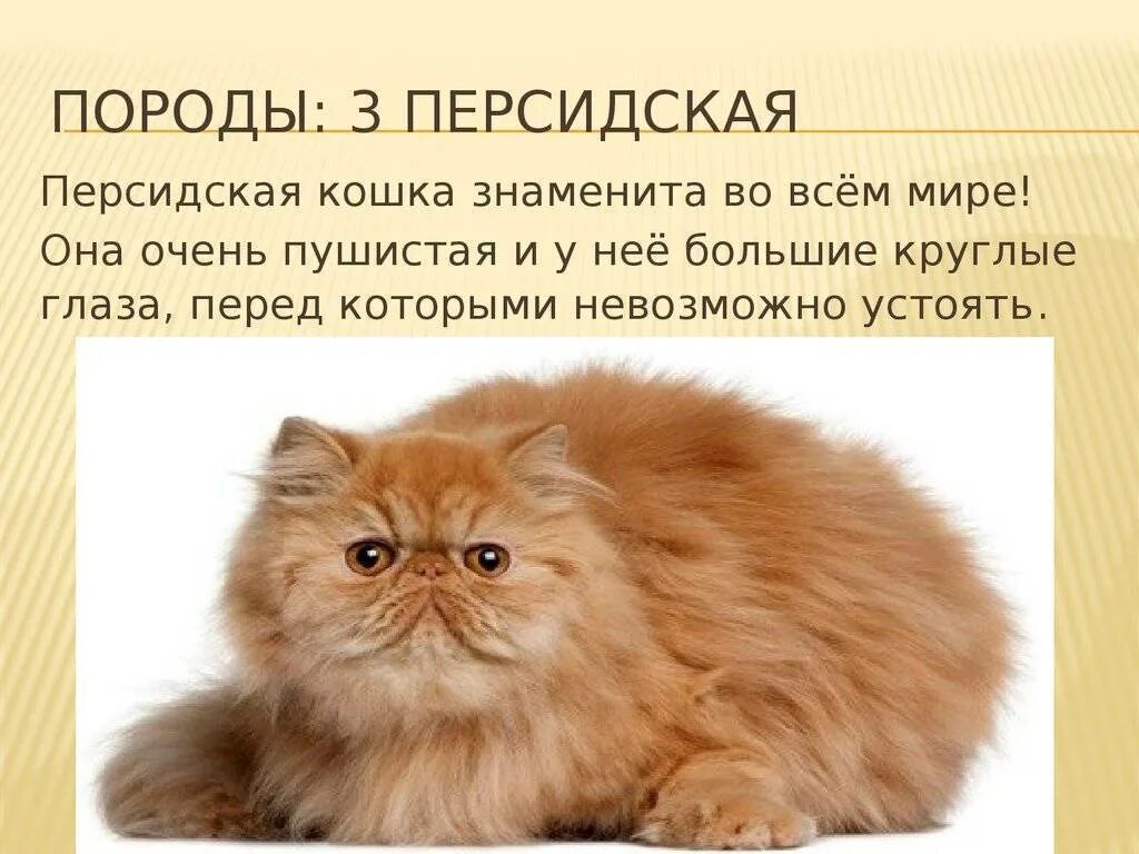 Персидский характер. Персидский кот описание. Факты о персидских кошках. Персидская кошка. Персидский характер.