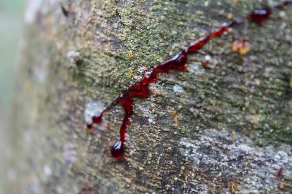 Кровь дракона смола дерева Кротон. Дерево «кровь дракона» (Dragon Blood Tree). Кровь дракона смола дерева.