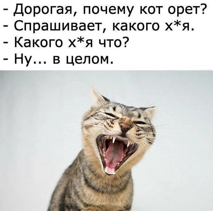 Как отучить кошку мяукать