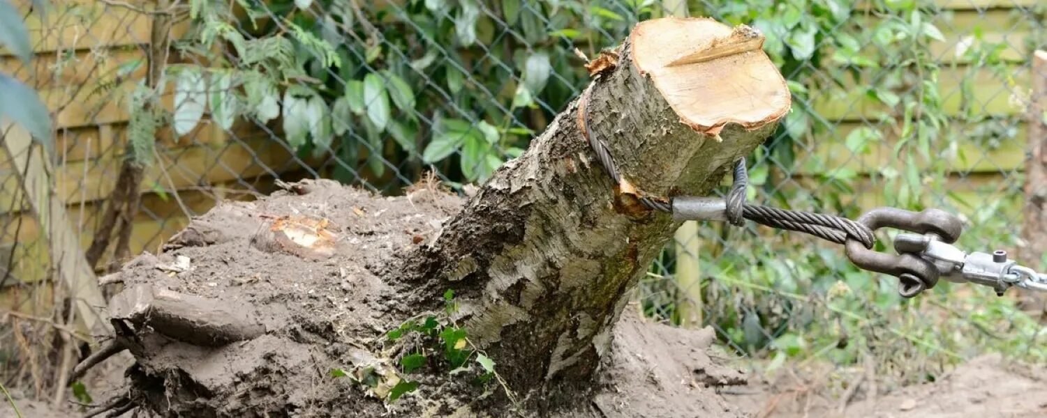 Как выкорчевать дерево своими руками