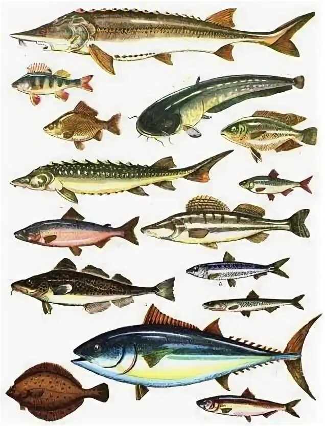 Морская промысловая рыба 6 букв сканворд. Промысловые рыбы. Разнообразие рыб в природе. Промысловые рыбы средиземного моря. Классификация промысловых рыб.