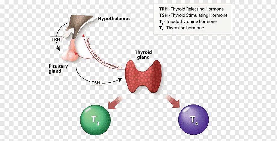ТТГ Thyroid stimulating Hormone. Thyroid Gland Hormones. Тиреотропный гормон гипофиза