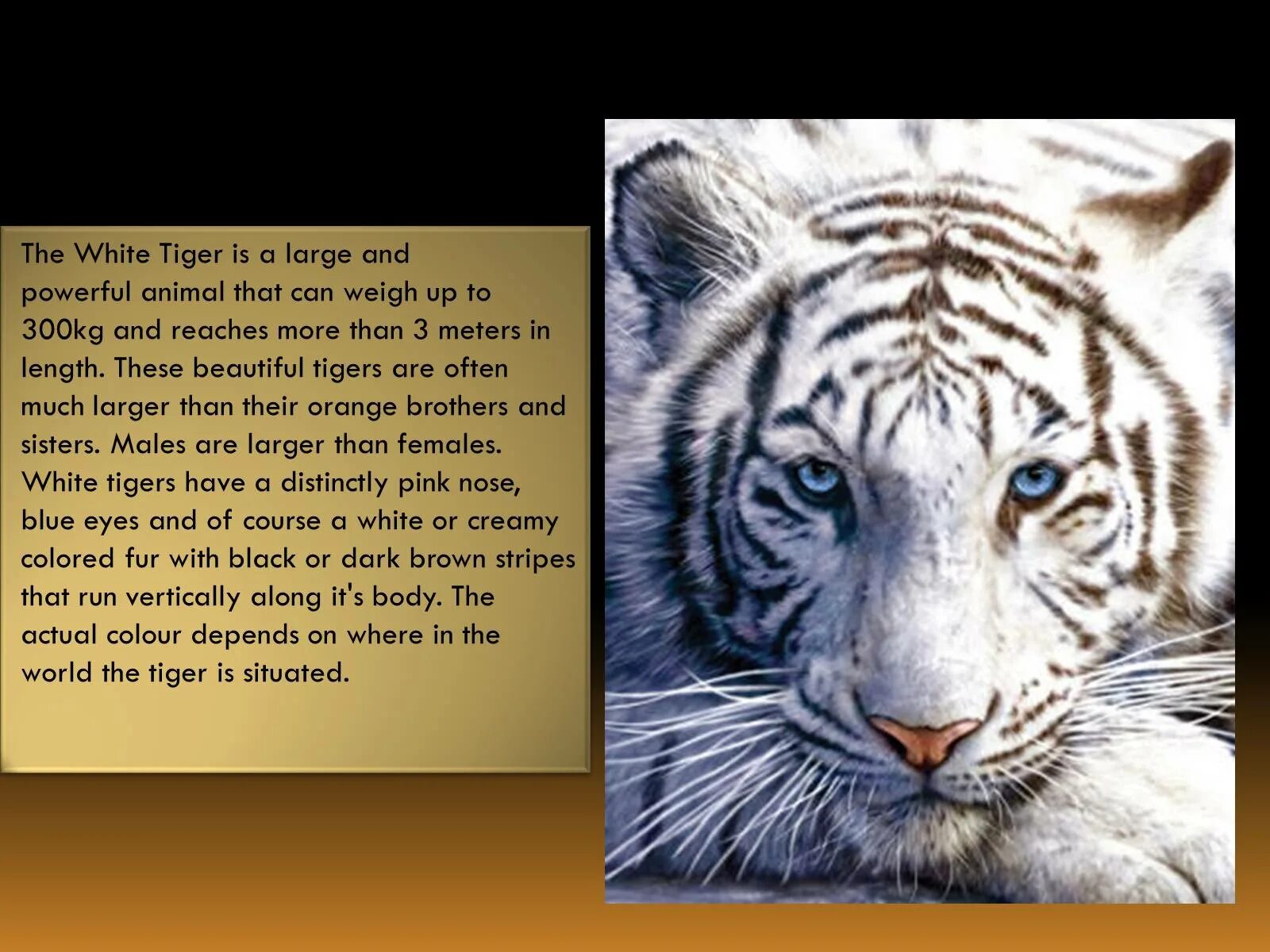 Белый тигр. Описание белого тигра. Вымирающие животные белый тигр. Небольшое сообщение о белом Тигре.