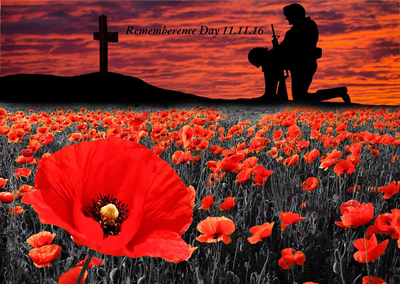 Красные маки песня май. Remembrance Day маки. Remembrance Day Тед Харрисон. Remembrance Day Королева. Remembrance Day Poppy.