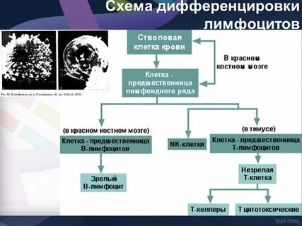 Дифференцировка лимфоцитов