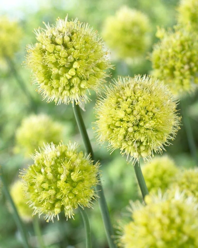 100 PCS Garden Outdoor Giant Allium Giganteum Beautiful Flower Seeds Bonsai Plan
