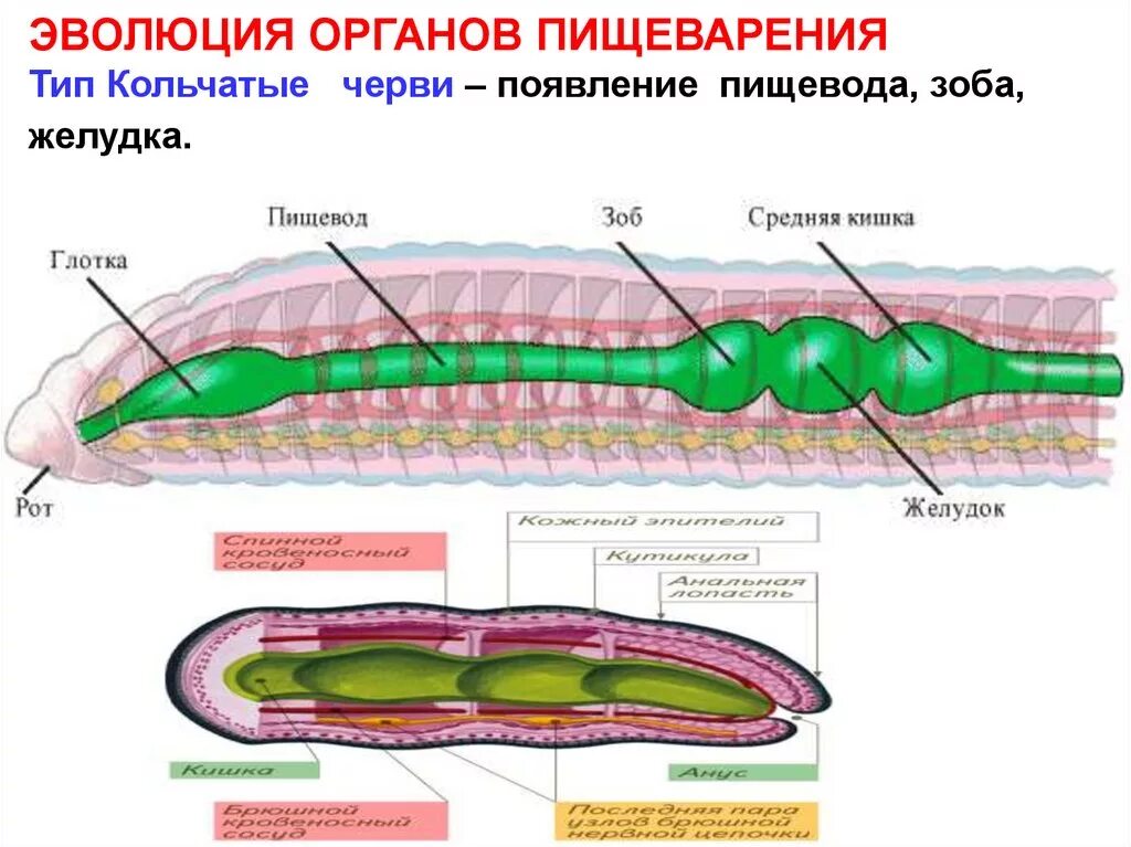 Тип круглые черви пищеварительная. Эволюция пищеварительной системы у круглых червей. Пищеварительная система кольчатых червей схема. Пищеварительная система плоских круглых и кольчатых червей. Эволюция органов пищеварения Тип кольчатые черви.