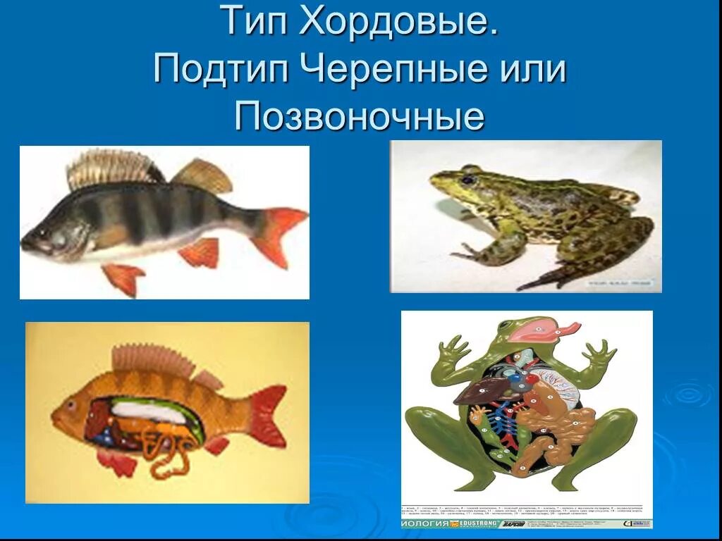 Подтип позвоночные. Хордовые подтип позвоночные. тип хордовые подтип черепные. подтип черепные или позвоночные. тип хордовые подтип черепные, или позвоночные.