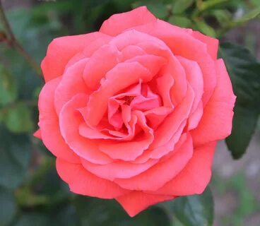 Производитель rose
