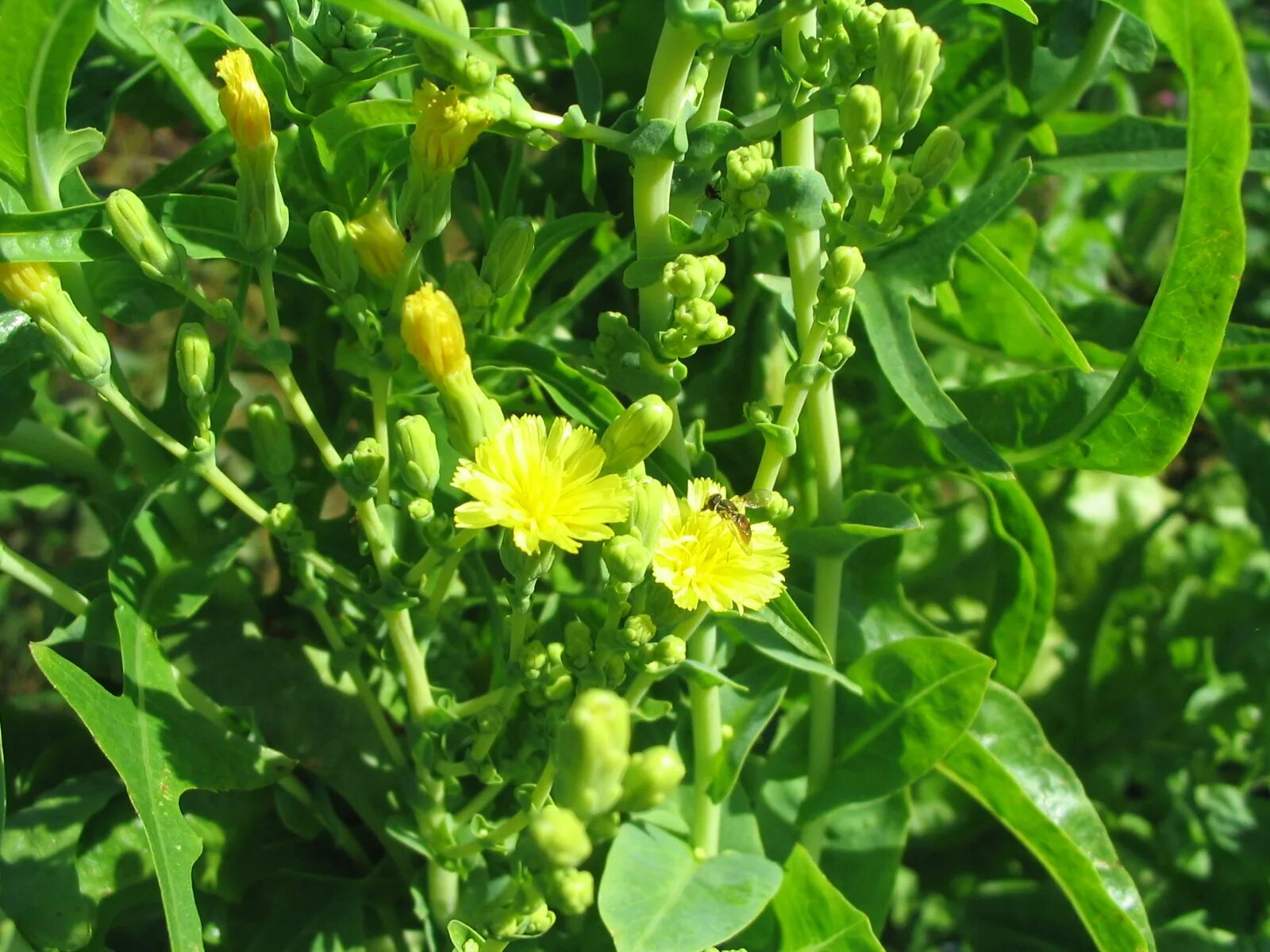 Дикие сорняки. Молокан (латук дикий). Латук Компасный. Латук Компасный Lactuca. Латук Компасный (Lactuca serriola).