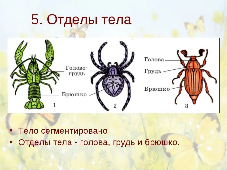 Насекомые имеют 3 отдела. Внешнее строение членистоногих. Внешнее строение членистоногих схема. Строение членистоногих 7 класс биология. Отделы тела членистоногих 7 класс биология.