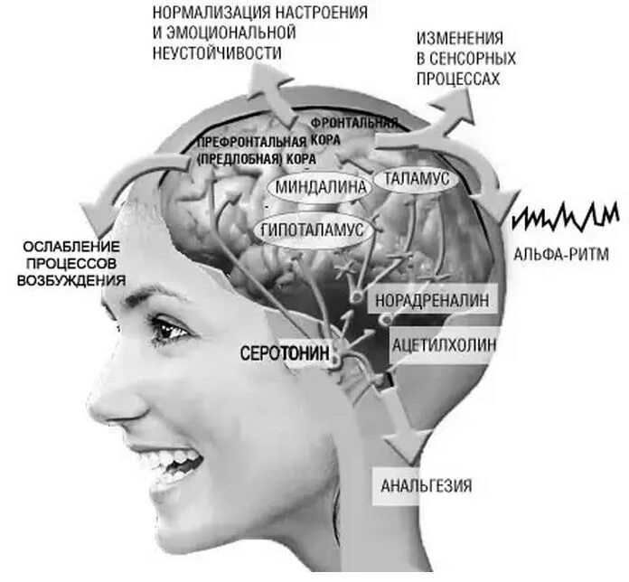 Состояние мозга. Альфа состояние мозга. Состояния работы мозга. Альфа состояние.
