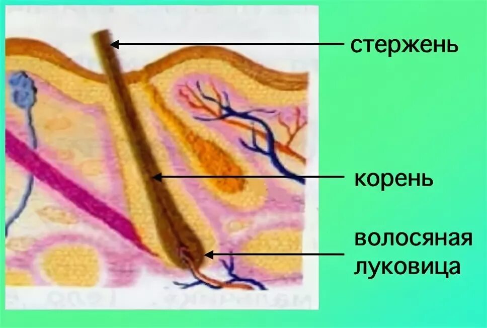 Строение волоса стержень волоса волосяная луковица. Корень волосяной стержень и луковица. Стержнесть волоса и волосянаялуковица. Строение волоса и волосяного фолликула.