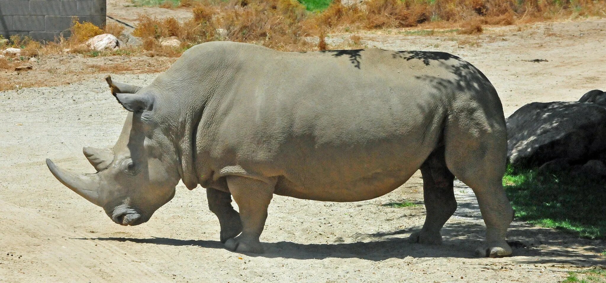 Белый носорог (Ceratotherium simum). Северный носорог вымер. Северный белый носорог вымер. Белый носорог вымер.