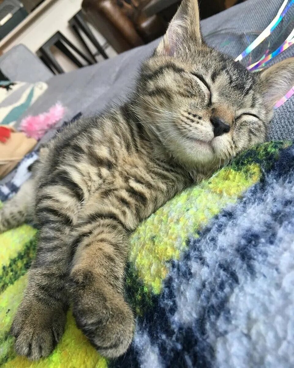 Кошечек быстро. Трёхлапый кот. быстро кошки. котики которые престижные. кот делает садку.