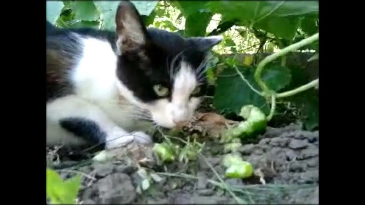 Кошки едят огурцы. Кот ест огурцы на грядке. Кот ворует огурцы. Кошка ест огурец. Кошки едят огурцы на грядке.