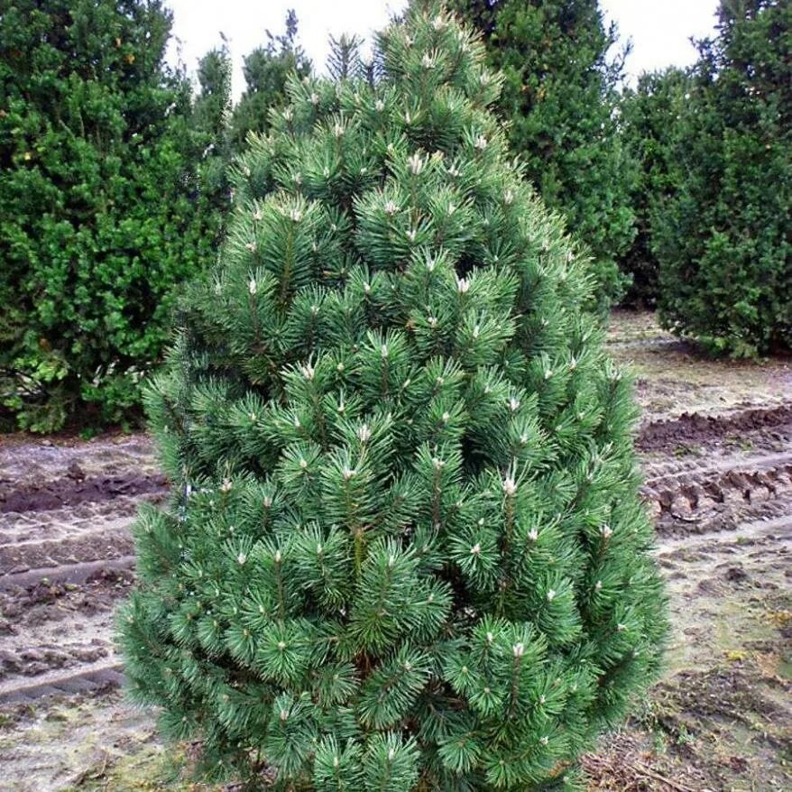 Сосна Горная columnaris. Сосна Горная Columbo. Сосна Колумнарис. Сосна Горная Pinus columnaris.