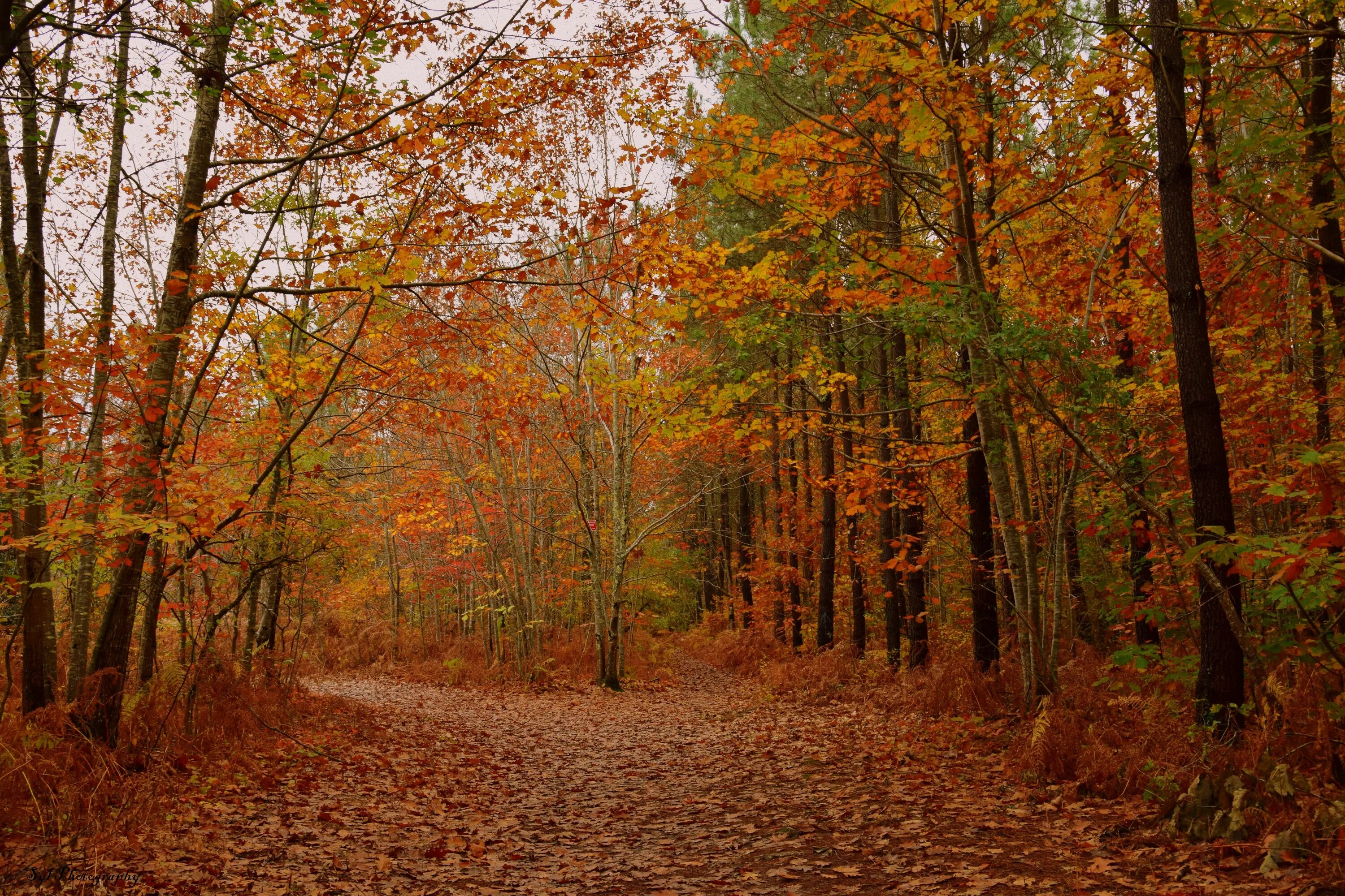Шишкин осенний лес. Осень в лесу. Лес осенью. Осень фото.