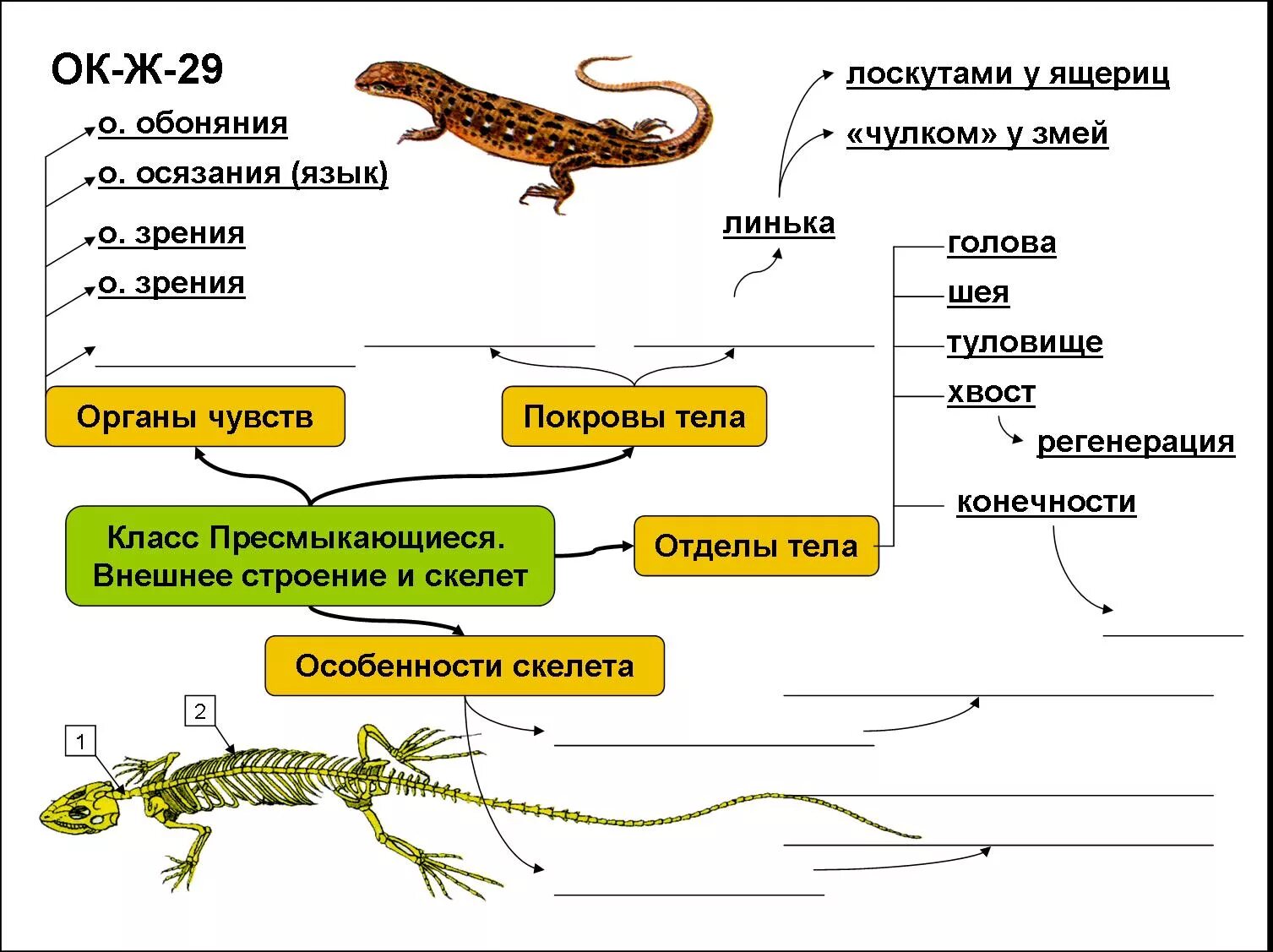 Какое развитие у ящерицы. Конспект по биологии 7 класс пресмыкающиеся или рептилии. Опорная схема земноводные. Внешнее строение земноводных и пресмыкающихся. Земноводные строение скелета 7 класс биология.