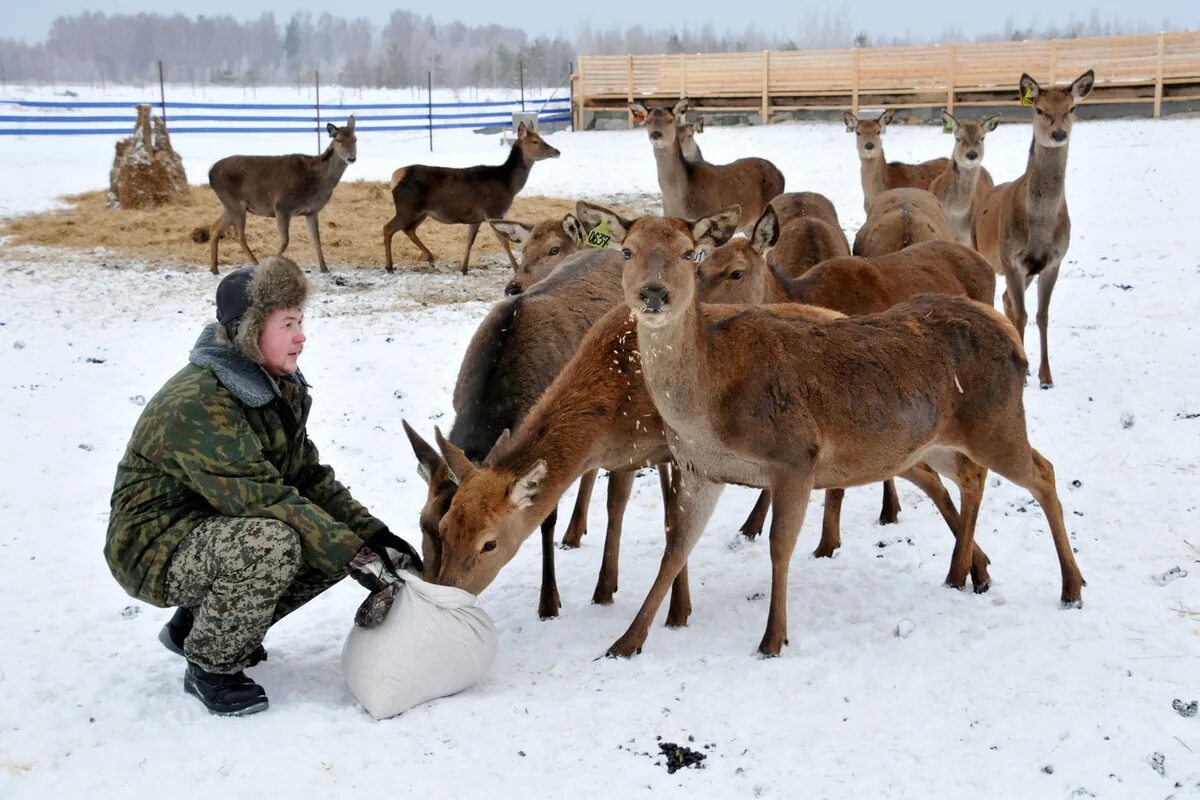 Оленья ферма в Нижегородской области Городецкий район. Оленья ферма в Нижегородской области Борский район. Пантовое оленеводство Республика Алтай. Заповедник с оленями в Городецком районе Нижегородской области. Оленья ферма городецкий