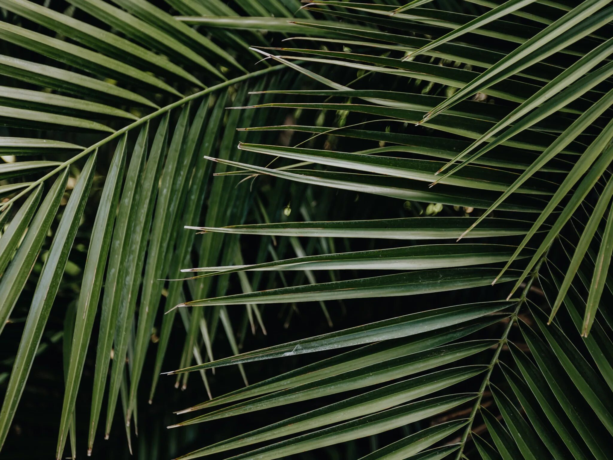 Как выглядят листья пальмы Palm tree leaves, Flower beauty, Leaves