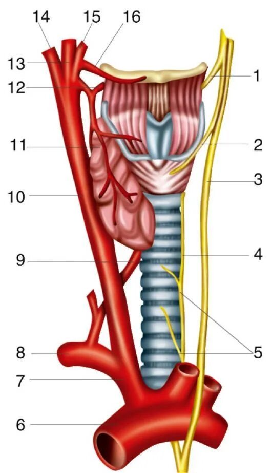Возвратный нерв щитовидной железы анатомия. Возвратный гортанный нерв анатомия. Возвратный нерв топографическая анатомия. Пищевод трахея и гортань анатомия.