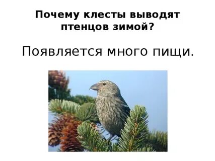 Клесты выводят птенцов зимой