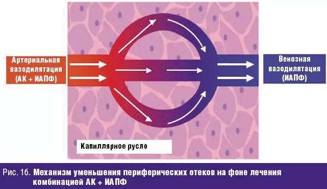 Механизм действия амлодипина. Механизм амлодипина. Механизм отеков при амлодипин.