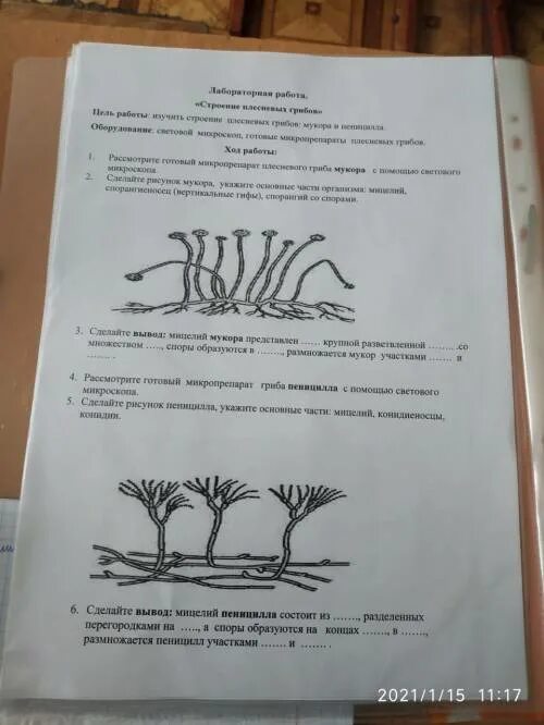 Биология 9 класс лабораторная 3. Лабораторная работа строение плесневых грибов. Лабораторная работа изучение строения плесневых грибов. Лабораторная работа по биологии 5 класс плесневые грибы. Лабораторное изучение строения плесневевших грибов.