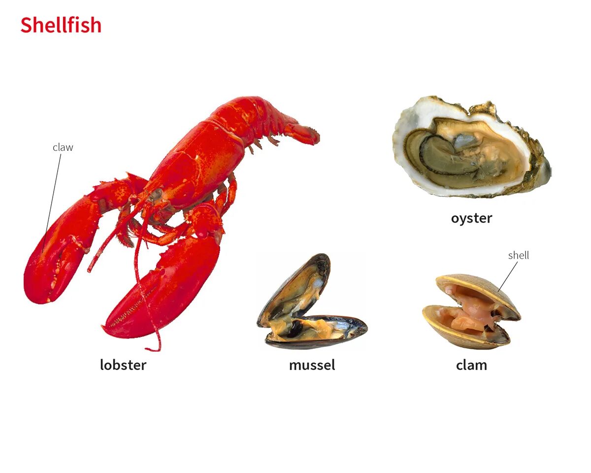 Clam перевод