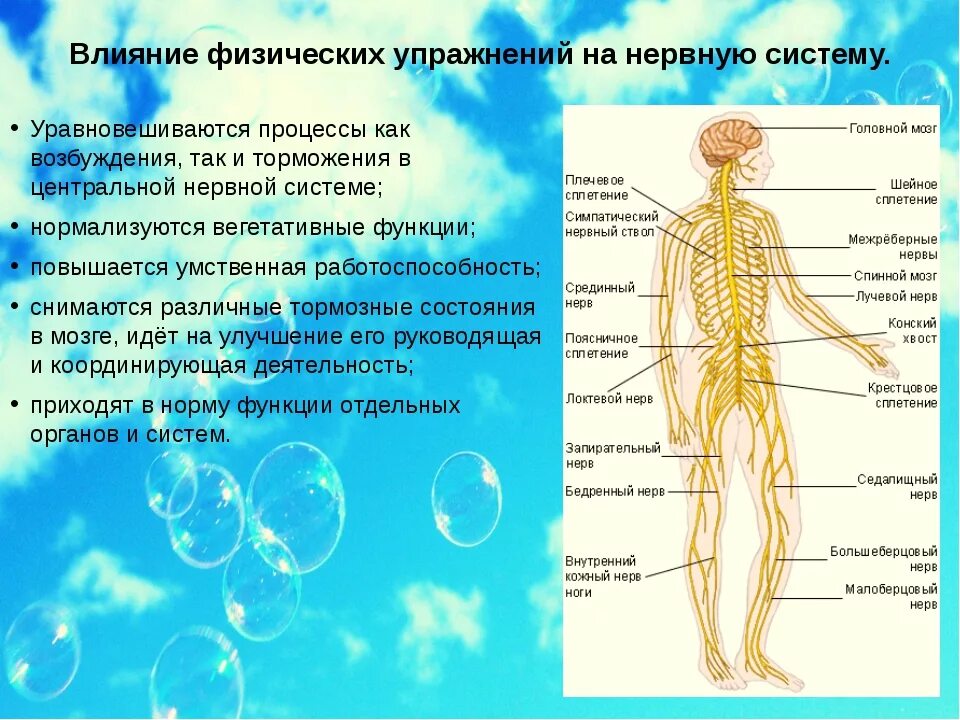 Нервные действия. Под влиянием физических упражнений функции ЦНС. Воздействие физических упражнений на нервную систему. Влияние упражнений на нервную систему. Влияние физ упражнений на нервную систему.