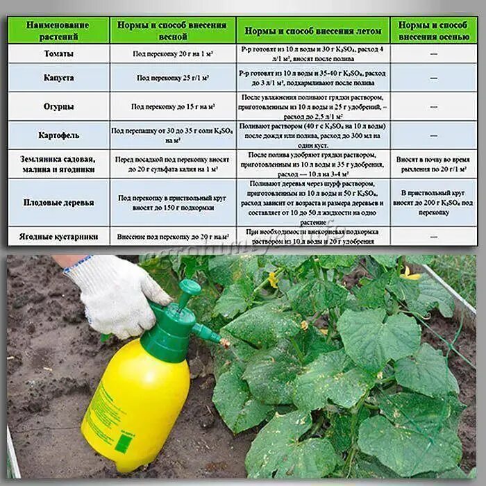 Какое удобрение надо вносить. Удобрение для огурцов. Таблица внесения удобрений. Удобрение и подкормки для огурцов. Калийные удобрения для огурцов.