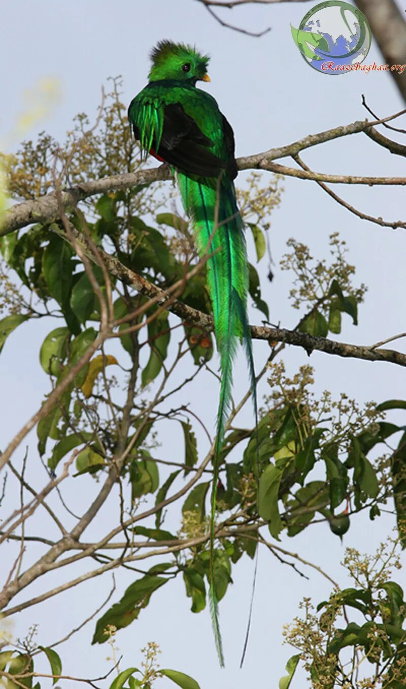 перья на хвосте зеленоватые какая птица. ушастый колибри. перья на хвосте зеленоватые какая птица. перья на хвосте зеленоватые какая птица. трёхпалая якамара.