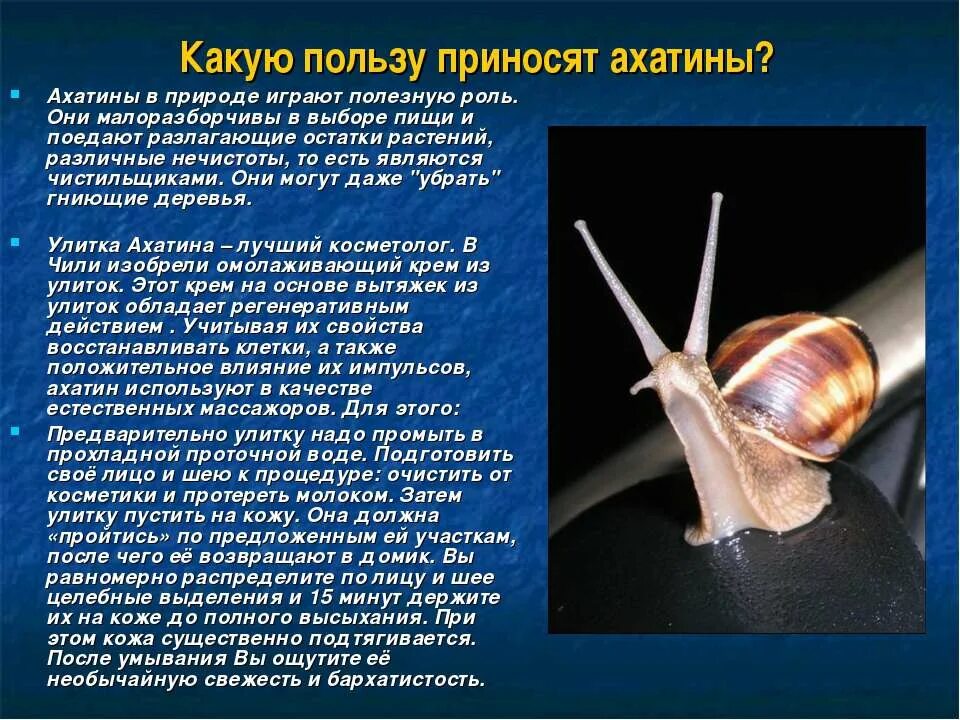 Улитки ахатины размножение. Проект про улитку. Интересные факты об улитках. Улитка домашняя ахатина. Ахатина иммакулята тигр.