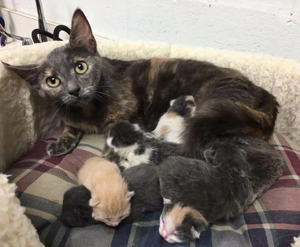 Беременность кошки. Беременные котики. Беременные кошки с котятами.
