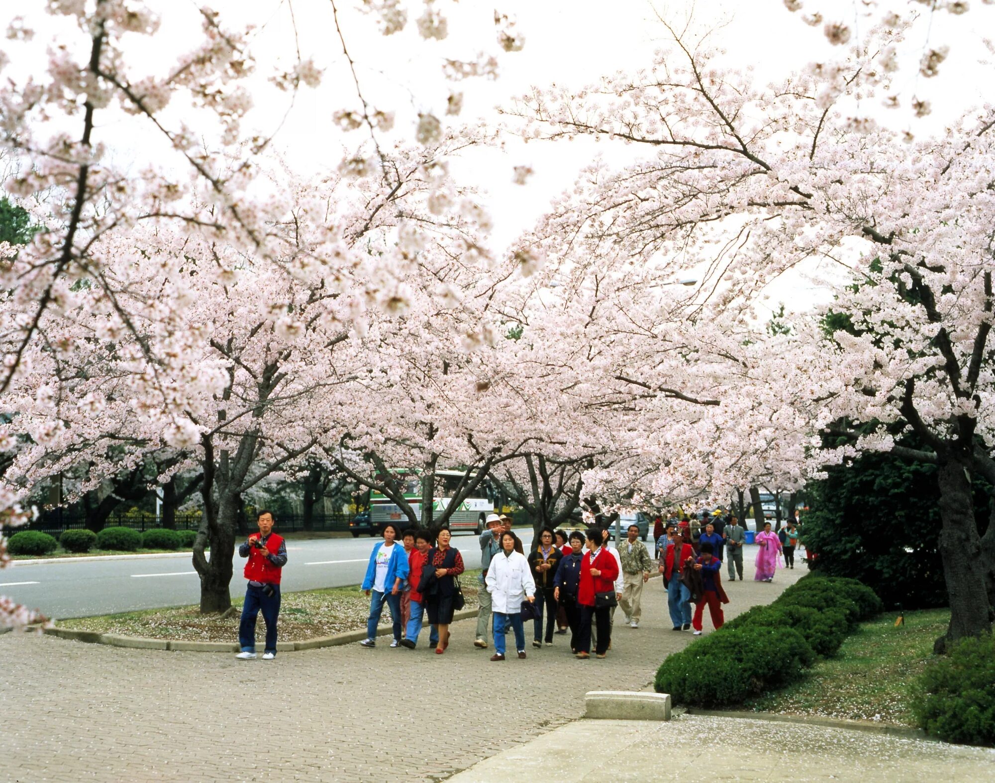 цветущая сакура в корее. сеул южная корея сакура. цветущая сакура в корее. чинхэ южная корея цветение сакуры. город чинхэгу корея.
