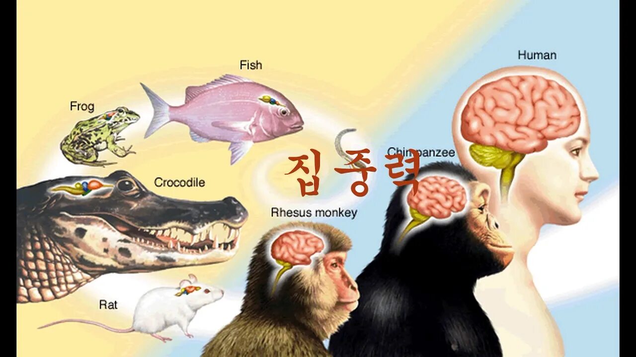 Эволюция размера мозга. Размер мозга. Размер мозга разных животных. Размер мозга млекопитающих.