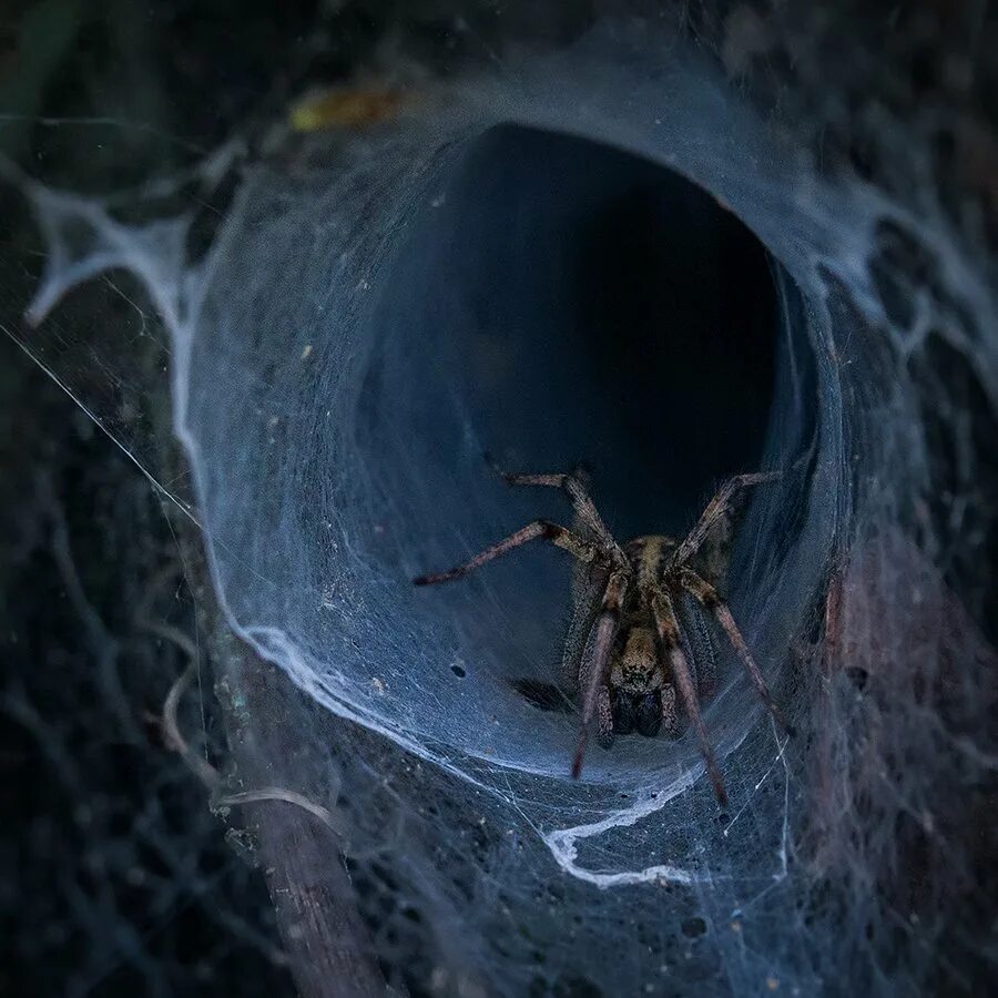 Огромный паук в космосе. Гнездо паука. Огромный паук на паутине. Огромное гнездо пауков.