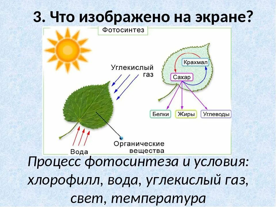 В каких клетках происходит процесс дыхания растений. Фотосинтез растений 2 класс биология. Фотосинтез фаза процесс продукт. Фотосинтез у растений 2 класс. Фотосинтез это процесс образования органических веществ.