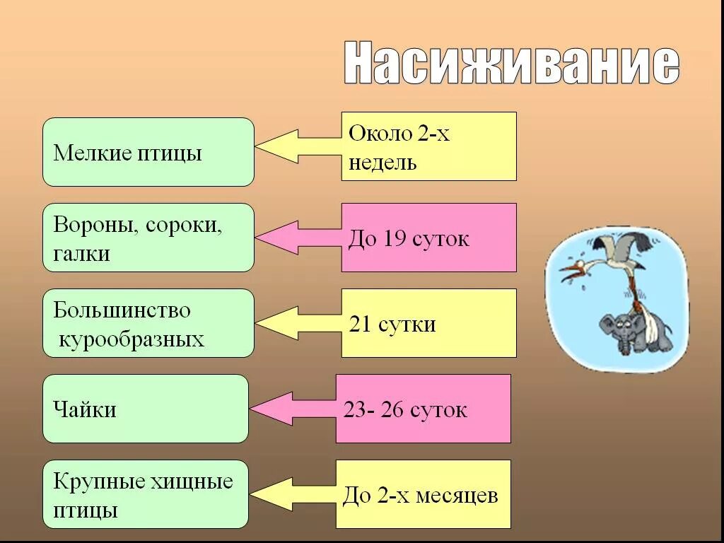 Последовательность сезонных явлений в жизни птиц