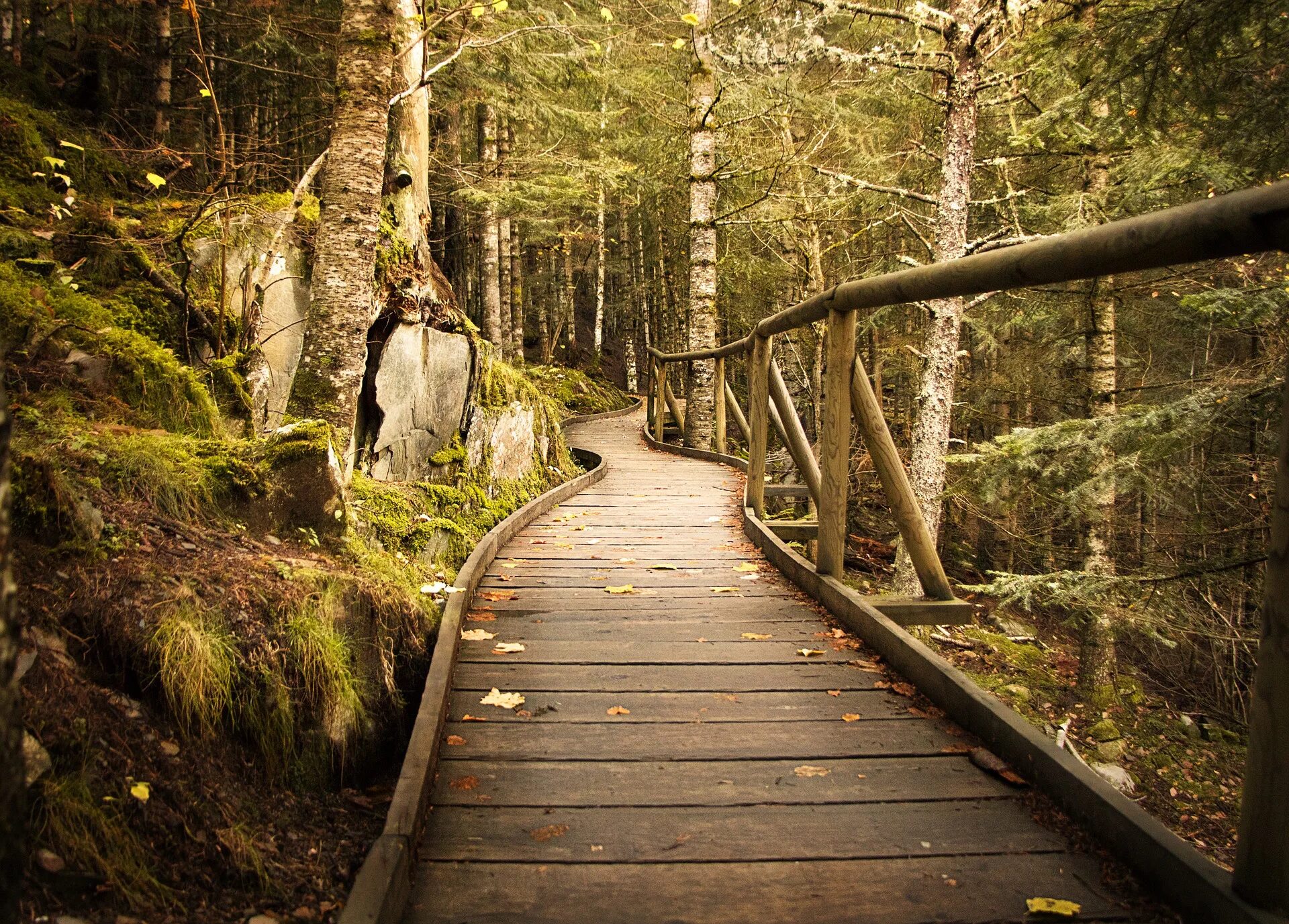 Тропа в лесу. Мост в лесу. Лес тропа в сарай. Мост в лесу фото. Adventure forest