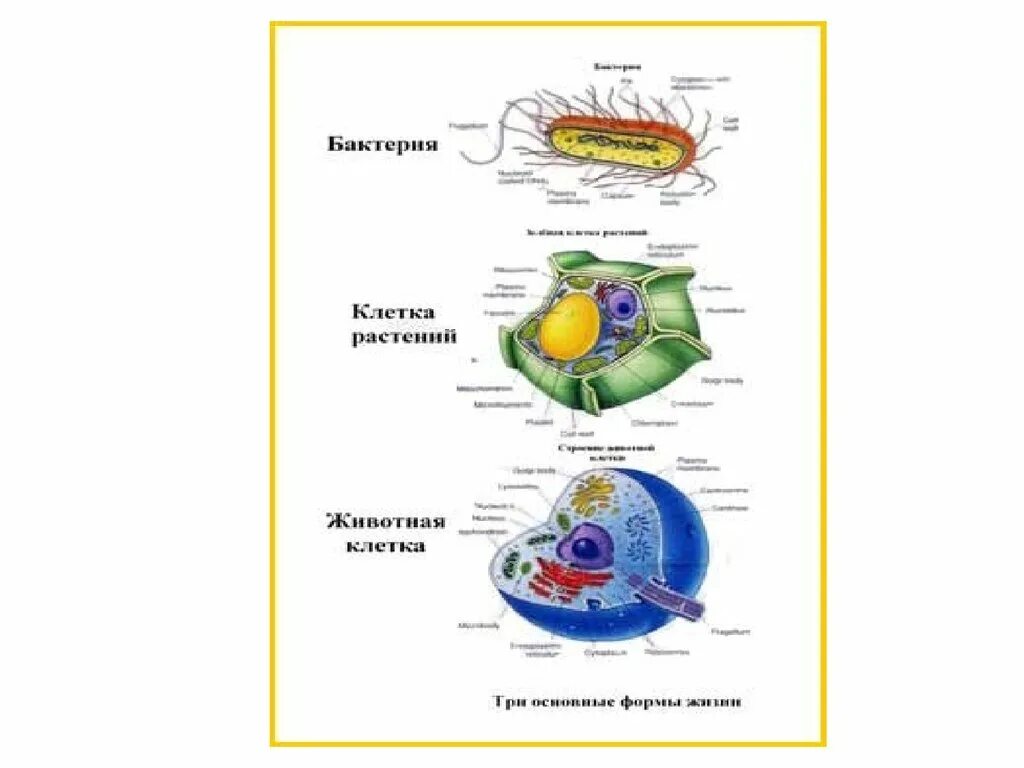 Структурная организация клетки. Схема структурной организации клетки. Структурно-функциональная организация клетки. Принципы структурной организации клетки.