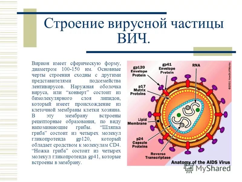 Строение вич. Структура вириона вируса СПИДА. Состав вириона ВИЧ. Строение вириона ВИЧ инфекции. Вирус иммунодефицита человека строение.
